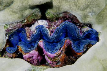 Death sentence ?  A beautiful tridachna clam tucked in th... by Eric Bancroft 